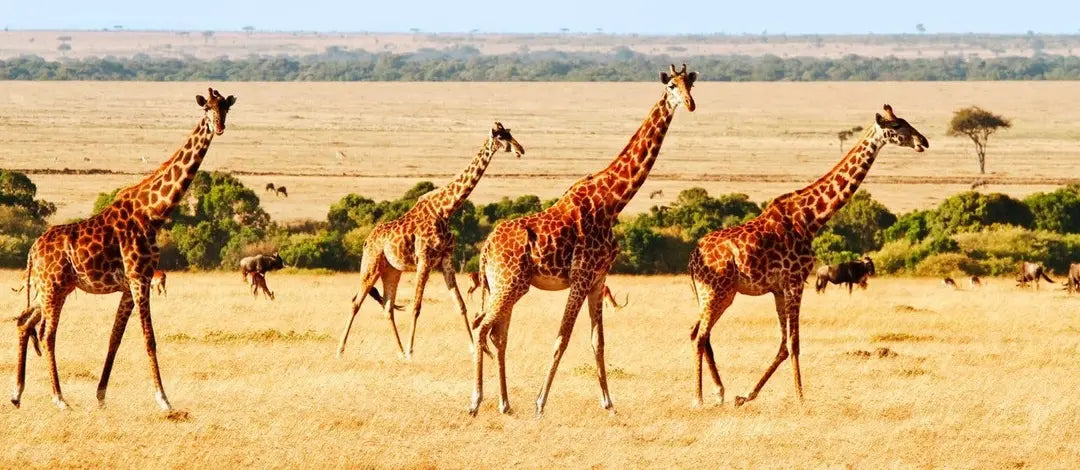 Meet Kenya: Savannah, Safari & Maasai Mara – Yourdestinationsolution